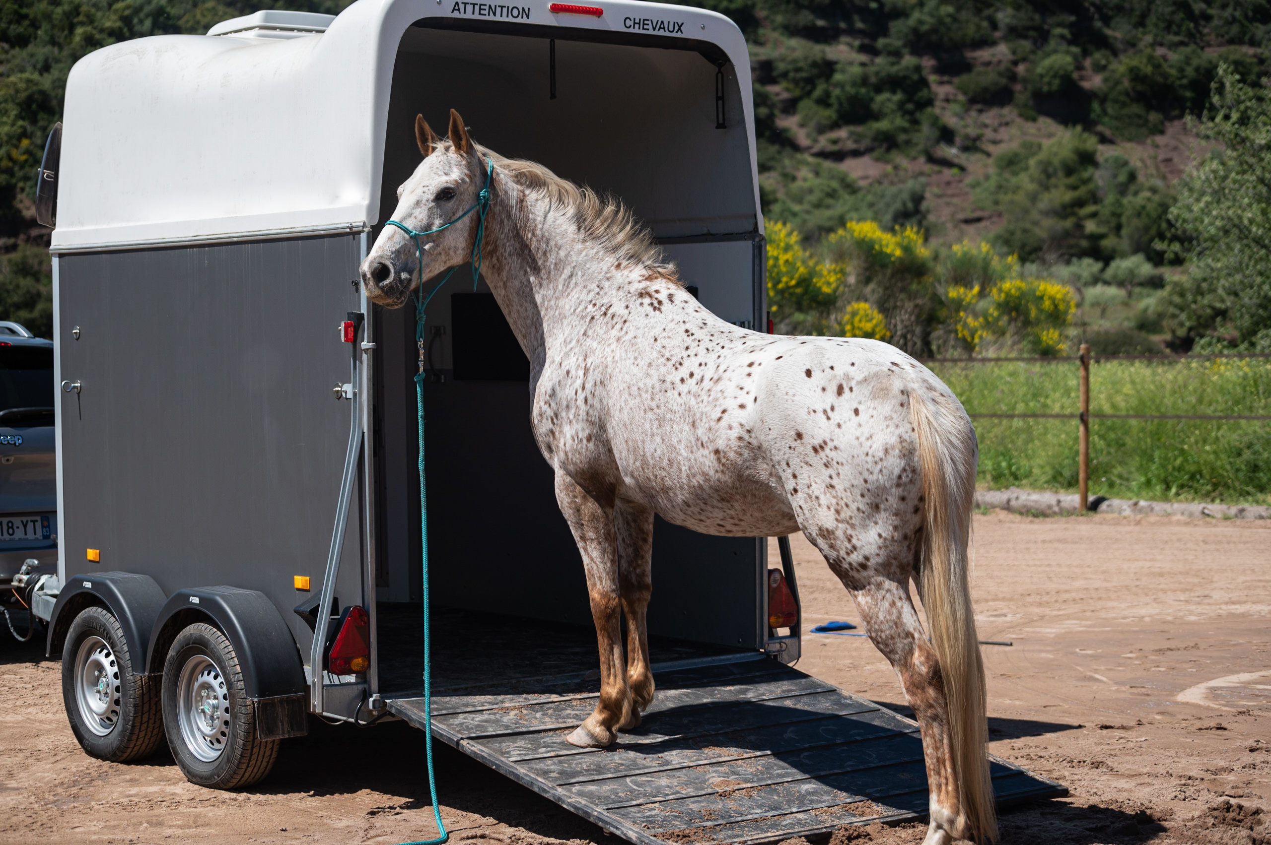 Eduquer son cheval à embarquer correctement